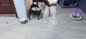 قط شيرازي اليف للتبني