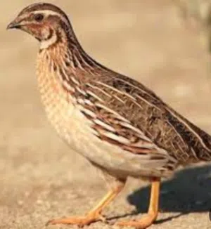 دجاج  و سمان بأحجام نوعيه مختلفه