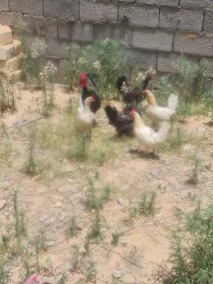 دجاج عربي للبيع