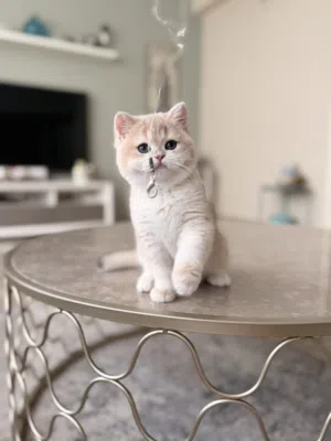 Pure British Golden Ny12 Kitten Fully vaccinated Registered in WCF