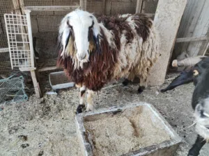 ورجينه خشنه عاليه حلوه