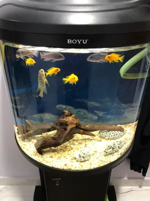 BOYU Half moon aquarium (fish and cabinet excluded )
