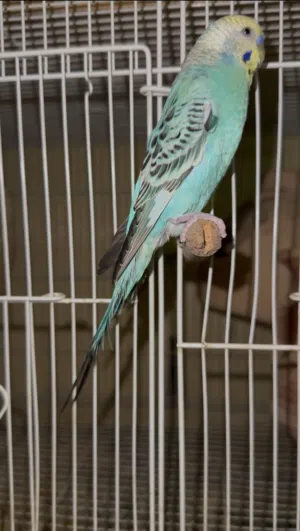 Budgies / Small Parrots