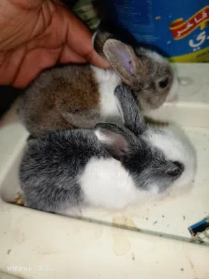 Rabbits ارانب للبيع