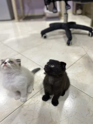 للبيع قطط مكس بريد سكوتش فولد