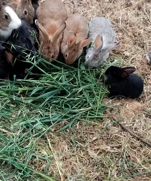 Rabbits1