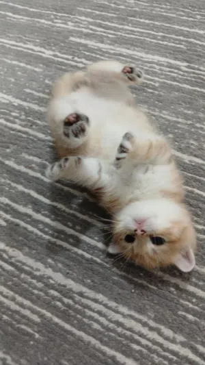 سكوتش فولد شانشيلا  جولد ny12 واحد ذكر و اتنين Scottish fold ny12 gold 1 male 2