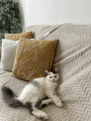 قط للبيع نوع تركي شيرازي