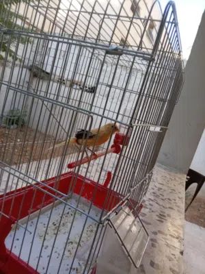 كناري للبيع بسعر مغري