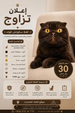 يتوفر قط سكوتش فولد (Scottish Fold) للتزاوج