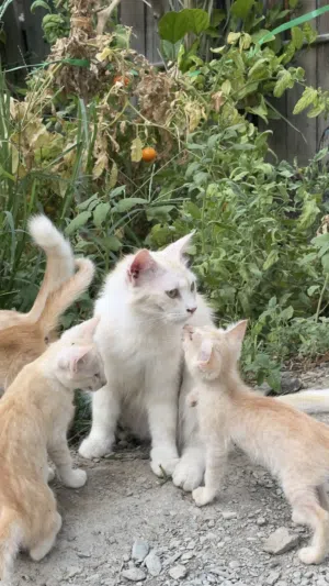 للبيع قطه شيرازيه امورها طيبه