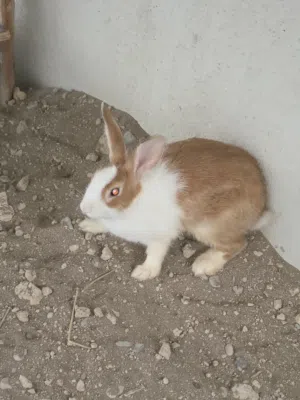 أرنب هولندي حجمع زين وصحته ممتازه تواصل واتساب