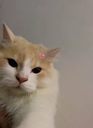 Cute Persian Cat For Sale