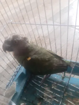 ببغاء سنغالي