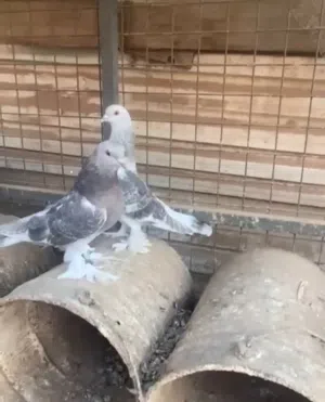 مجموعه طيور للبيع  عينك ع الوصف