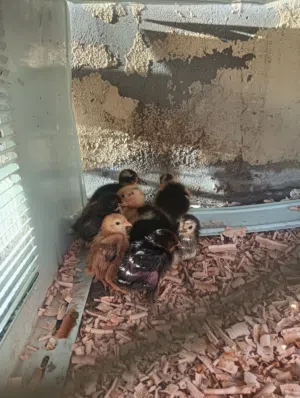 بطه صغير للبيع