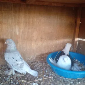 زوز حمام تبارك الله