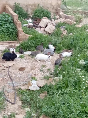 ارانب للبيع