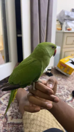 green parrot available nice tamed friendly