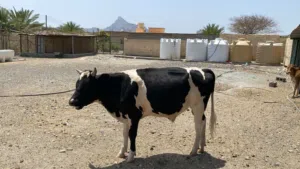 ثور نمساوي ما عليه كلام