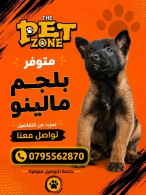 كلاب وجراء حراسه ..بلجم مالينو مع جميع المطاعيم ومايكروشيب التسليم في عياده بيطريه