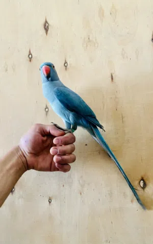 ببغاء ذره هندي