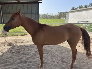 خيل عربية اصيلة