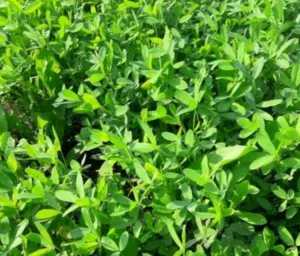 Farm Land for Sale in New Valley Dakhla