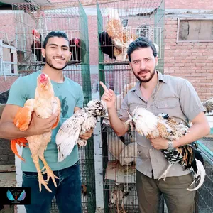 ‏دجاج‏3