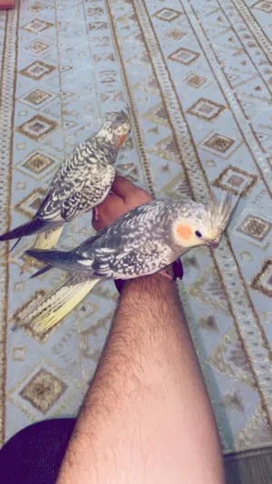 مشاء اللله