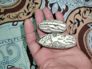 عود الصليب المغربي