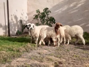 سلام عليكم 5خرفان وزوز فطايم
