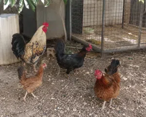 4 جاجات وديك يعني 5 للبيع بسعر مغري