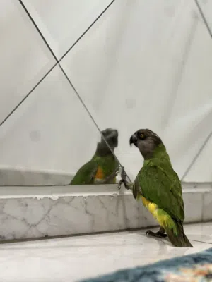 كمية محدوده ببغاء سنغالي