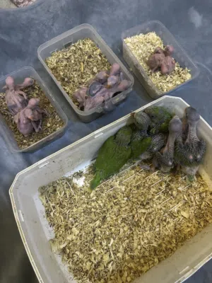 للبيع دره الفرخ 13