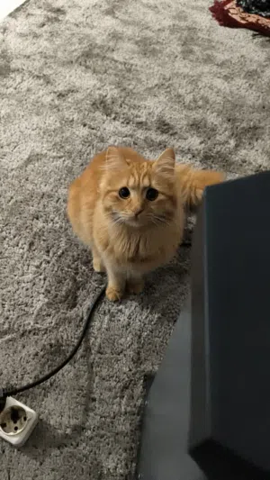 مطلوب واحد من كروت Rtx 3060 Rtx 3060 ti Rtx 4060 Rtx 3070 Rtx5060 صوره لفت