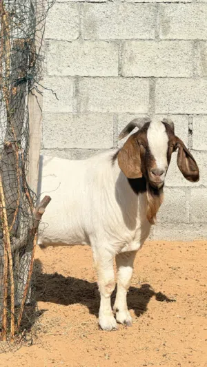 Bore goats