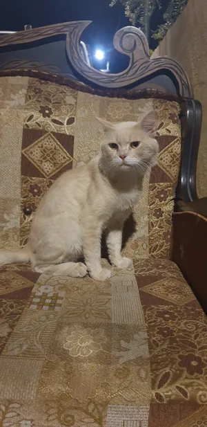 Persian0