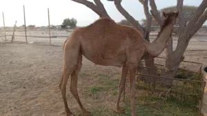 بكره للبيع بسعر معقول