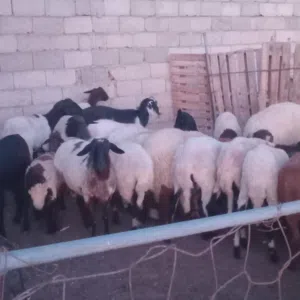 كل شئ موجود للبيع