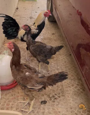 Pakistani Chicken for Sale - All of them 30 OMR