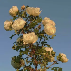 ابو يوسف 