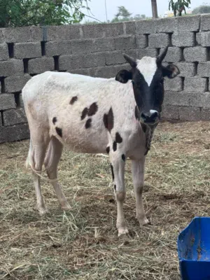 عيله تهجين هولندي اسباني