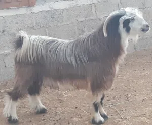 للبيع جدي رحبي ماشاءالله سمين شوف الوصف