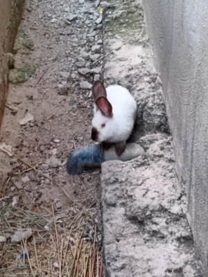 انثى كلفورني للبيع بسعر مغري