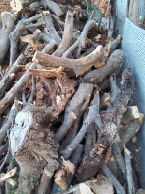 خشب زيتون البيع