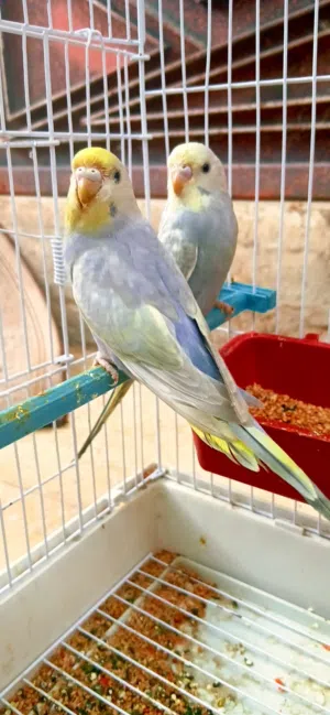 كوبيه رينبو للبيع