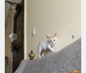 Cat for donate