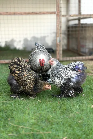 Chickens3