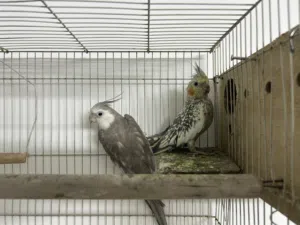 cockatiel bird 1 is tame  30 bd